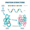 Protein structure vector illustration. Labeled amino acid chain molecules. Royalty Free Stock Photo