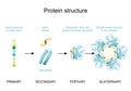 Protein structure. vector poster for infographics