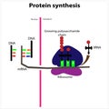 Protein synthesis process transcription translation ribosomes rna