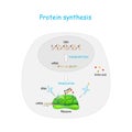 Protein synthesis. translation Royalty Free Stock Photo