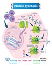 Protein synthesis vector illustration. Transcription and translation. Royalty Free Stock Photo