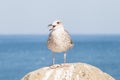 Protest concept: seagull protesting