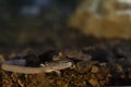 Proteus blind prehistoric pink salamander in cave water