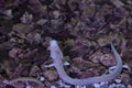 Proteus blind prehistoric pink salamander in cave water