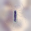 Proteus mirabilis bacterium