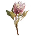 Proteya protea