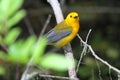 Prothonotary Warbler Royalty Free Stock Photo
