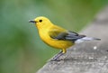 Prothonotary Warbler on boardwalk hiking trail at Phinizy Swamp Nature Park, Georgia Royalty Free Stock Photo