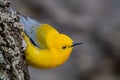 Prothonotary Warbler Royalty Free Stock Photo