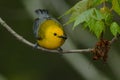 Prothonotary Warbler - Protonotaria citrea Royalty Free Stock Photo