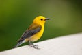 Prothonotary Warbler North Carolina