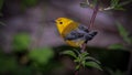 Prothonotary Warbler Royalty Free Stock Photo