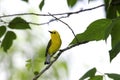 Prothonotary Warbler (Protonotaria citrea) Royalty Free Stock Photo