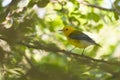 Prothonotary Warbler, Protonotaria citrea, perched on a branch Royalty Free Stock Photo