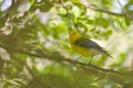 Prothonotary Warbler, Protonotaria citrea, perched in a tree Royalty Free Stock Photo