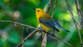 Prothonotary Warbler  (Protonotaria citrea Royalty Free Stock Photo