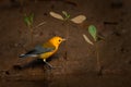 Prothonotary warbler, Protonotaria citrea, small yellow golden grey songbird in the habitat. Warbler near the river with young Royalty Free Stock Photo