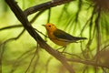 Prothonotary warbler - Protonotaria citrea small yellow songbird of the New World warbler family, the only member of the genus Royalty Free Stock Photo