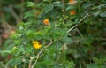 Prothonotary Warbler, Protonotaria Citrea, in Tree, Fort DeSoto Park, Florida Royalty Free Stock Photo