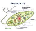 Protist cell anatomy with euglena microorganism structure outline diagram