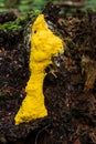 Protista organism slime mold growing in the Belarusian forest