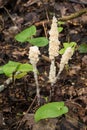 Protista organism slime mold Royalty Free Stock Photo