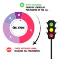 Functions of proto oncogenes and tumor suppressor genes in the cell cycle Royalty Free Stock Photo