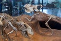 Protoceratops in American Museum of Natural History Royalty Free Stock Photo