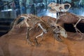 Protoceratops in American Museum of Natural History Royalty Free Stock Photo