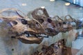 Protoceratops in American Museum of Natural History Royalty Free Stock Photo