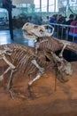 Protoceratops in American Museum of Natural History Royalty Free Stock Photo