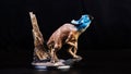 Protoceratops , dinosaur on black background