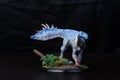 Protoceratops , dinosaur on black background Royalty Free Stock Photo