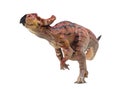 Protoceratops  , dinosaur on  isolated background Royalty Free Stock Photo