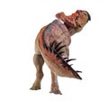 Protoceratops  , dinosaur on  isolated background Royalty Free Stock Photo