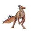 Protoceratops  , dinosaur on  isolated background Royalty Free Stock Photo