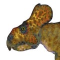 Protoceratops Male Dinosaur Head Royalty Free Stock Photo