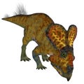 Protoceratops Male Dinosaur Royalty Free Stock Photo