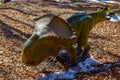 Protoceratops in the park