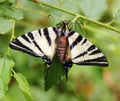 Protographium marcellus, the zebra swallowtail, during pupation. Royalty Free Stock Photo