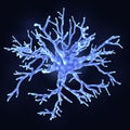 Protoplasmic astrocyte, a brain cell