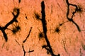 Protoplasmic astrocytes Royalty Free Stock Photo