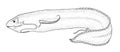 Protopterus fish. Black drawing outline vector image.