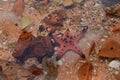 Protoreaster nodosus or seastar among the rocks in shallow seawater Royalty Free Stock Photo