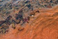 Protoreaster nodosus or seastar among the rocks in shallow seawater Royalty Free Stock Photo