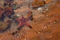 Protoreaster nodosus or seastar among the rocks in shallow seawater Royalty Free Stock Photo