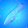 Protozoa ciliates. 3d illustration