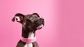 A protrait of cute dog on color background