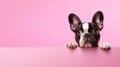 A protrait of cute dog on color background