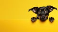 A protrait of cute dog on color background